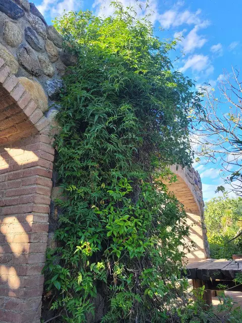 Finca rústica en el Empordà, con casa de 2 dormitorios en Rabós. Disfruta de un paraíso de tranquilidad en esta propiedad única.